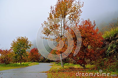 Formosan Sweet Gumã€Fragrant Mapleã€Beautiful Sweetgum Stock Photo